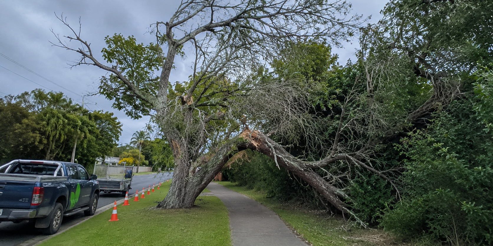 Dangerous Tree Callouts