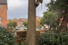 Tree-Care11