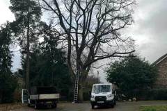 Tree-Care7